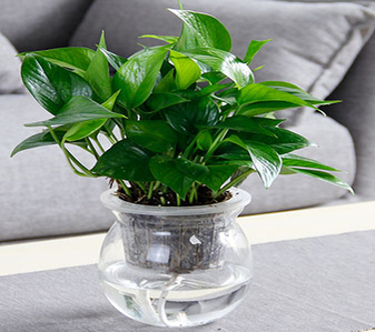 探寻奉化植物租赁设计，领略自然与创意融合之美